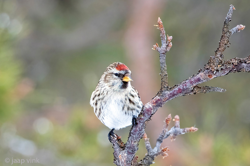 Common Redpoll - Grote Barmsijs - Acanthis flammea