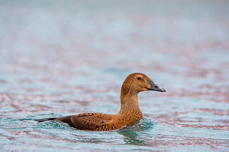King Eider - Koningseider - Somateria spectabilis