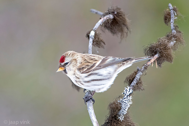Common Redpoll - Grote Barmsijs - Acanthis flammea