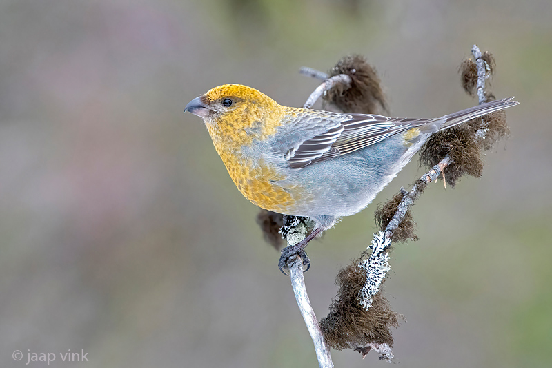 Pine Grosbeak - Haakbek - Pinicola enucleator
