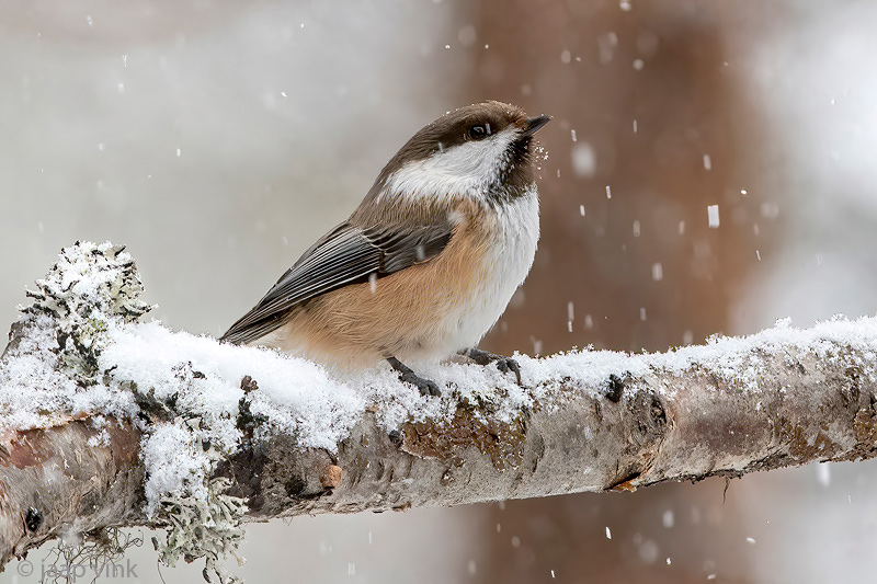 Siberian Tit - Bruinkopmees - Poecile cinctus