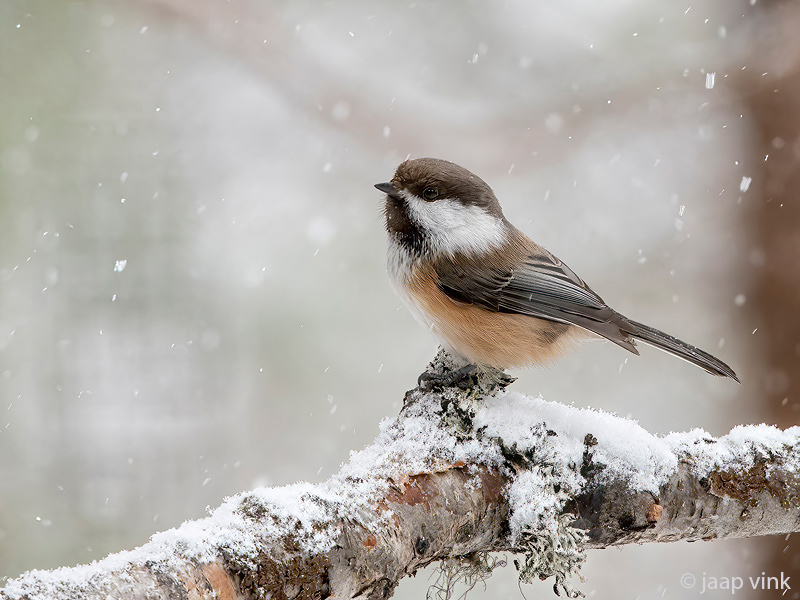 Siberian Tit - Bruinkopmees - Poecile cinctus