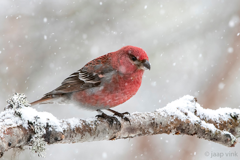Pine Grosbeak - Haakbek - Pinicola enucleator