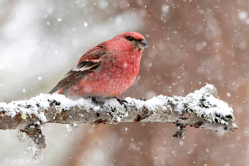 Pine Grosbeak - Haakbek - Pinicola enucleator