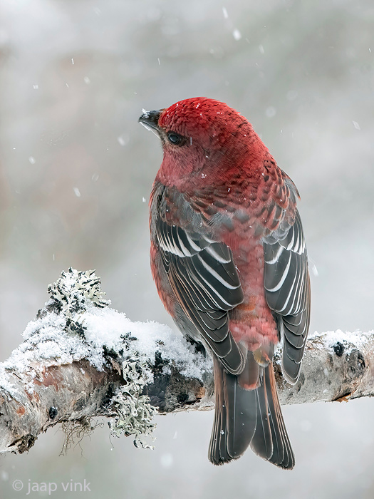 Pine Grosbeak - Haakbek - Pinicola enucleator