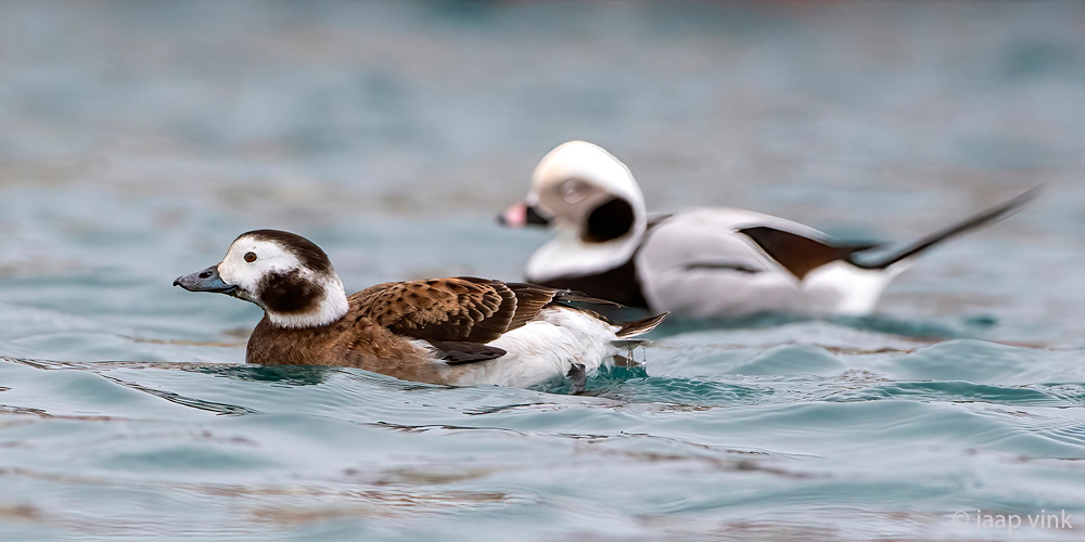 Long-tailed Duck - IJseend - Clangula hyemalis
