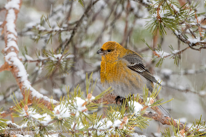 Pine Grosbeak - Haakbek - Pinicola enucleator