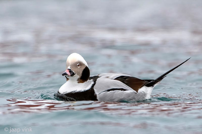 Long-tailed Duck - IJseend - Clangula hyemalis