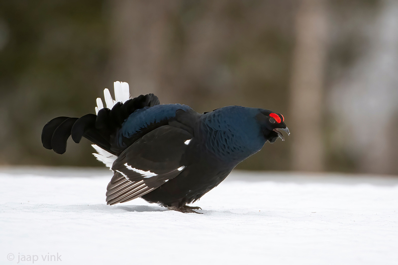 Black Grouse - Korhoen - Lyrurus tetrix