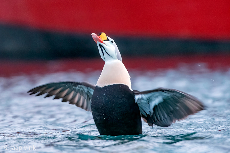King Eider - Koningseider - Somateria spectabilis