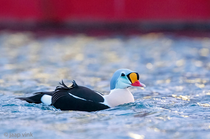 King Eider - Koningseider - Somateria spectabilis