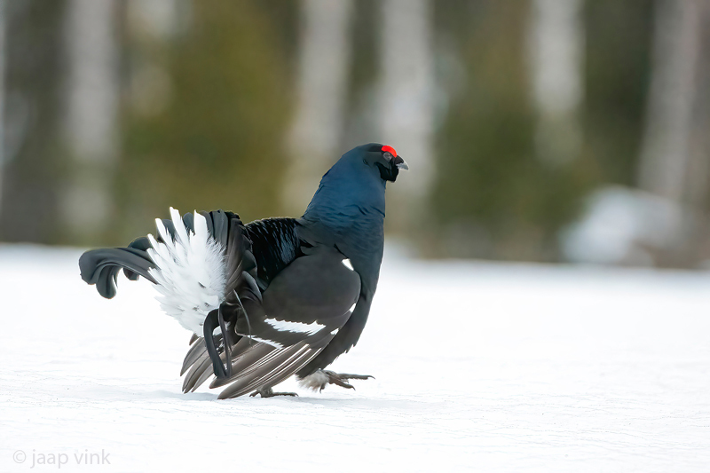 Black Grouse - Korhoen - Lyrurus tetrix