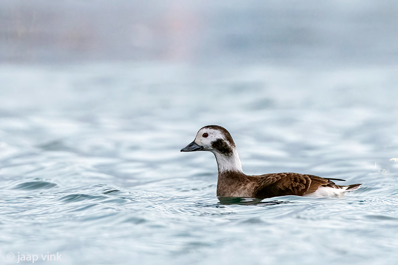 Long-tailed Duck - IJseend - Clangula hyemalis