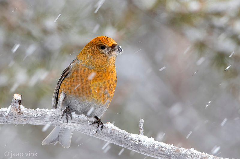 Pine Grosbeak - Haakbek - Pinicola enucleator