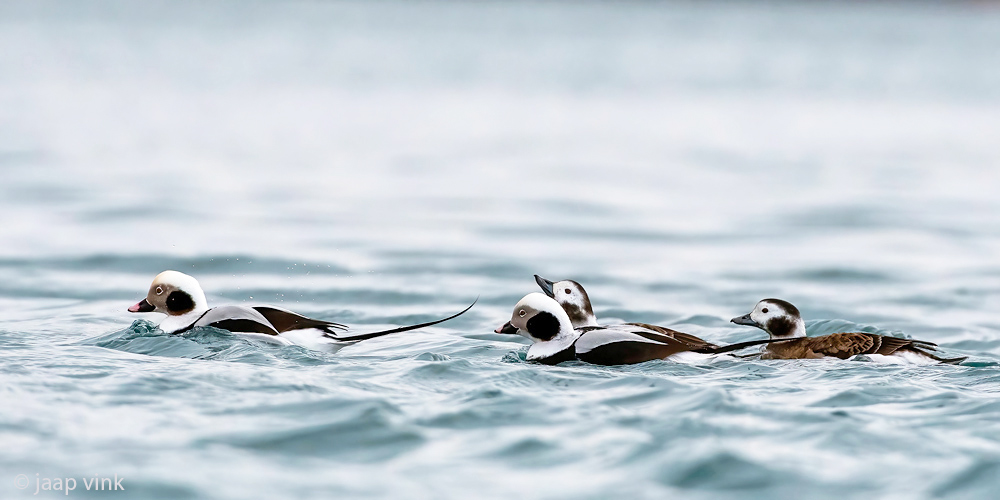 Long-tailed Duck - IJseend - Clangula hyemalis