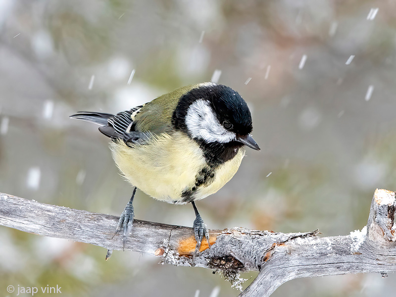 Great Tit - Koolmees - Parus major