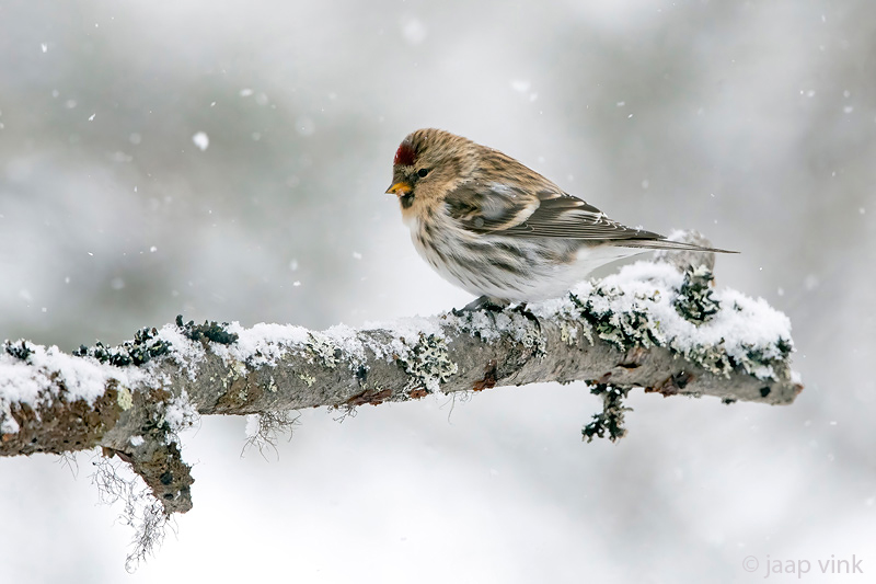 Common Redpoll - Grote Barmsijs -Acanthis flammea