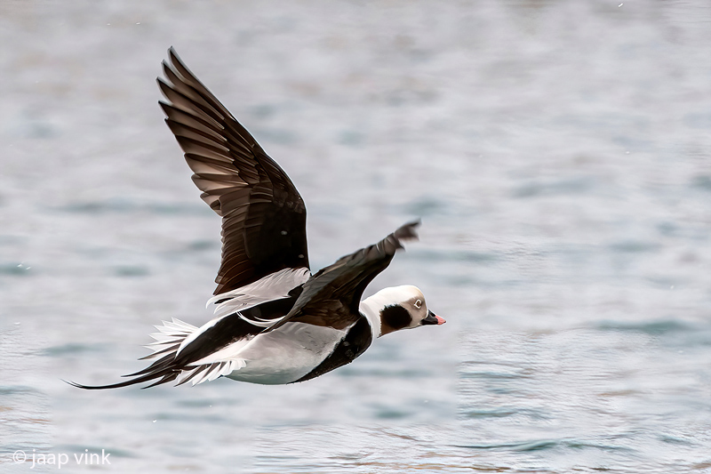 Long-tailed Duck - IJseend - Clangula hyemalis