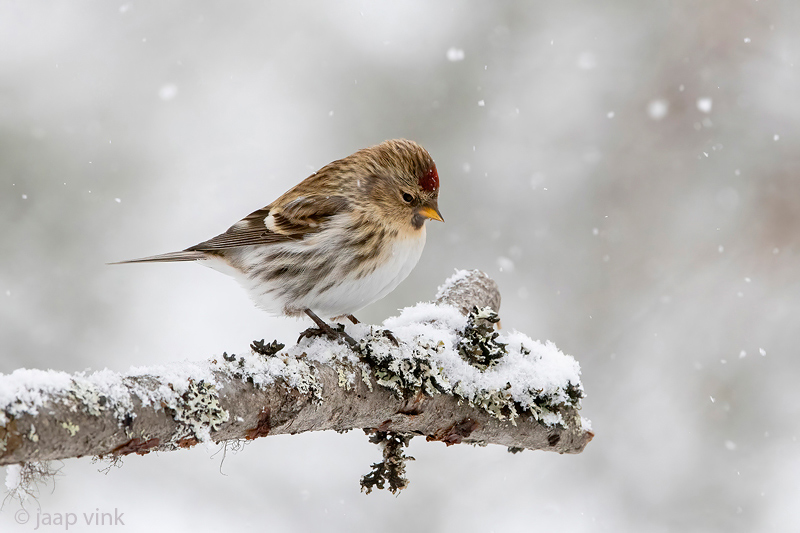 Common Redpoll - Grote Barmsijs -Acanthis flammea