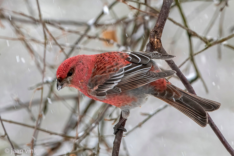 Pine Grosbeak - Haakbek - Pinicola enucleator