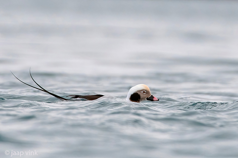 Long-tailed Duck - IJseend - Clangula hyemalis