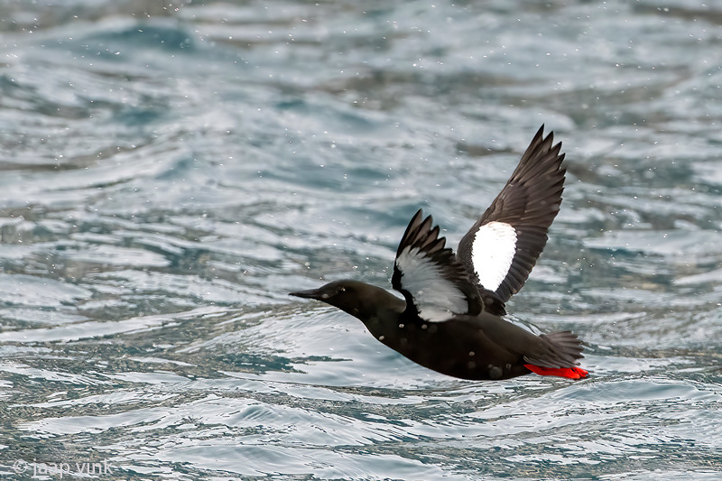 Black Guillemot - Zwarte Zeekoet - Cepphus grylle