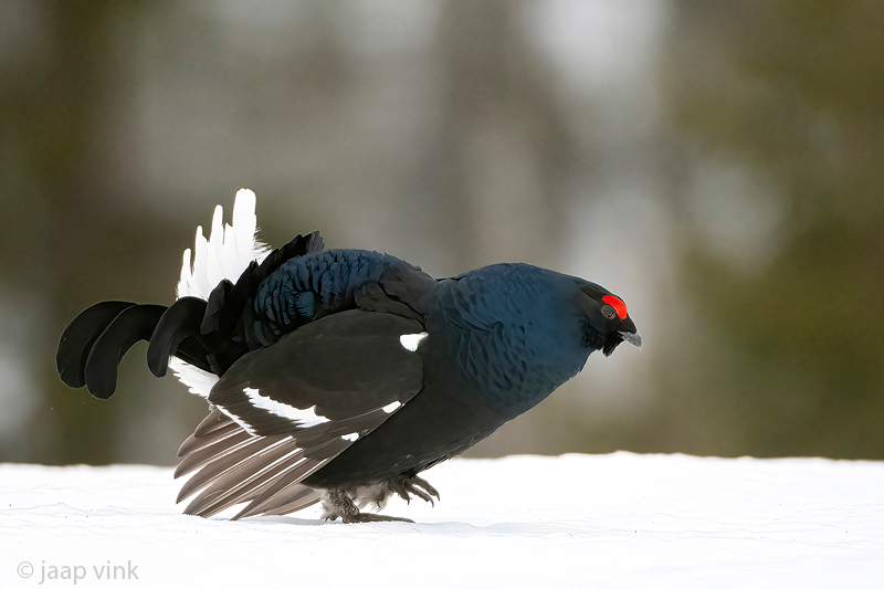 Black Grouse - Korhoen - Lyrurus tetrix