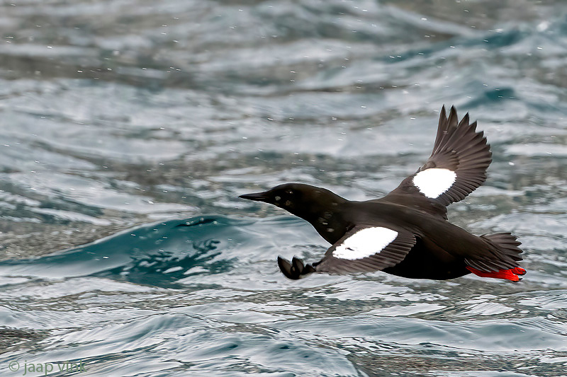Black Guillemot - Zwarte Zeekoet - Cepphus grylle