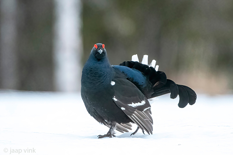 Black Grouse - Korhoen - Lyrurus tetrix