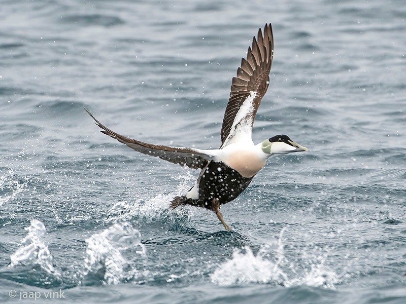 Common Eider - Eider - Somateria mollissima