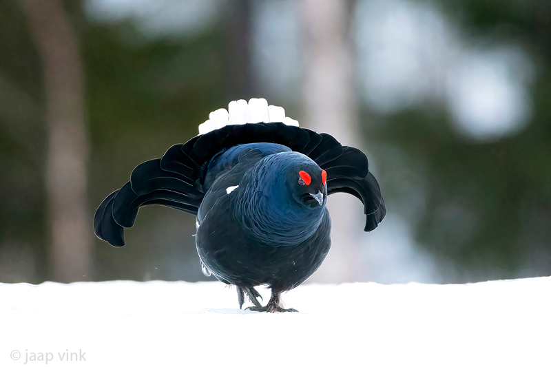 Black Grouse - Korhoen - Lyrurus tetrix