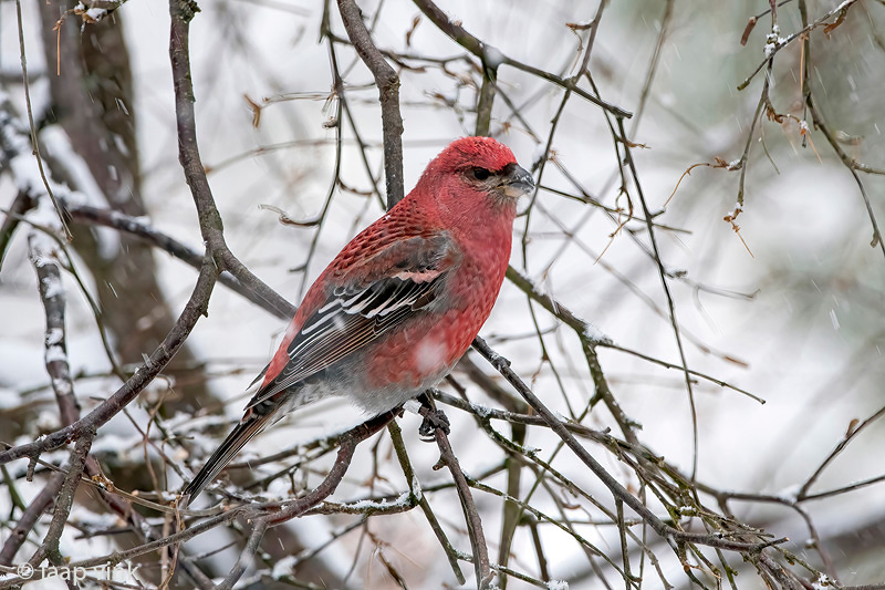 Pine Grosbeak - Haakbek - Pinicola enucleator