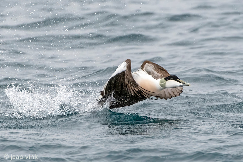 Common Eider - Eider - Somateria mollissima