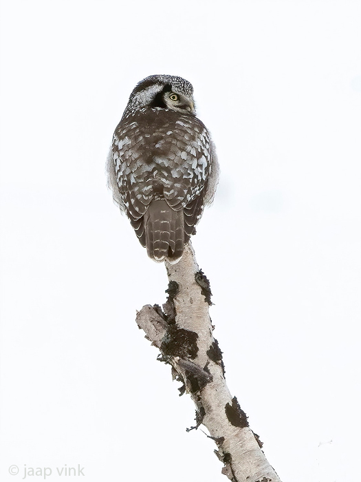 Northern Hawk-Owl - Sperweruil - Surnia ulula