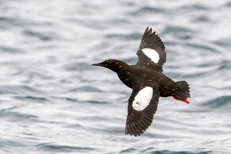 Black Guillemot - Zwarte Zeekoet - Cepphus grylle