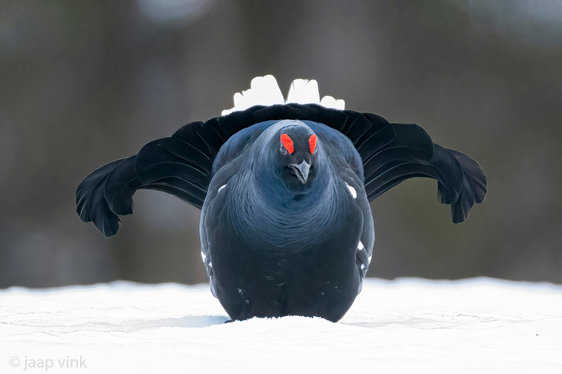 Black Grouse - Korhoen - Lyrurus tetrix