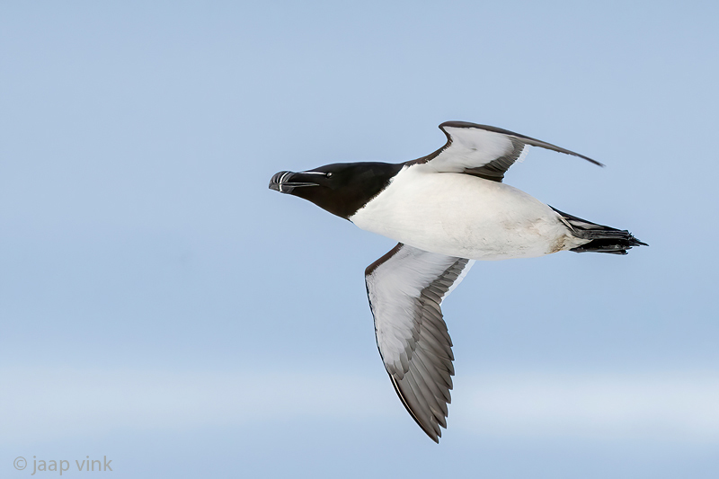 Razorbill - Alk - Alca torda