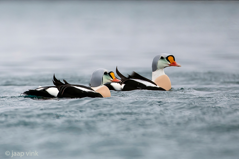 King Eider - Koningseider - Somateria spectabilis