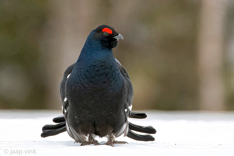 Black Grouse - Korhoen - Lyrurus tetrix