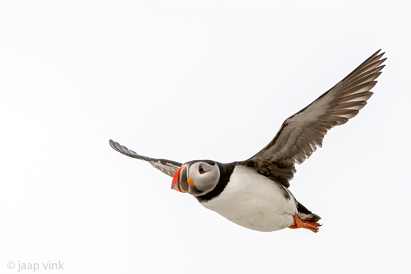 Atlantic Puffin - Papegaaiduiker - Fratercula arctica