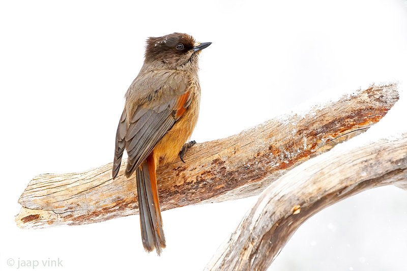 Siberian Jay - Taigagaai - Perisoreus infaustus