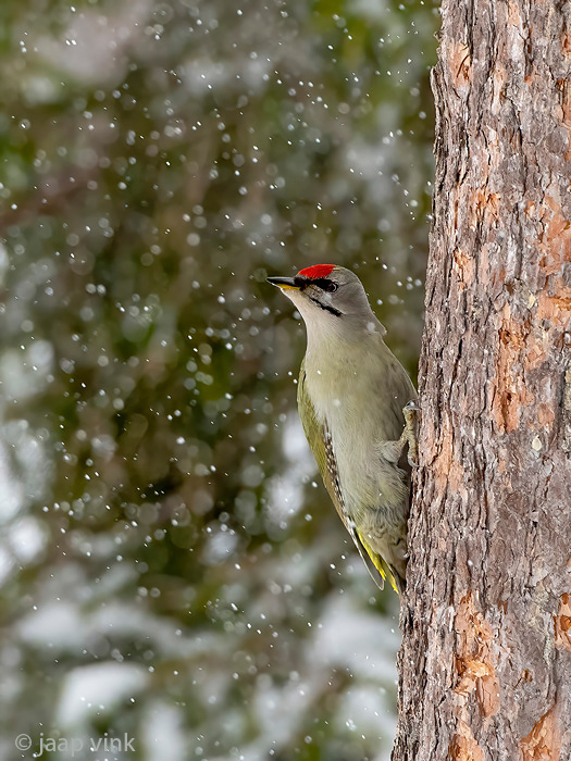 Grey-headed Woodpecker - Grijskopspecht - Picus canus