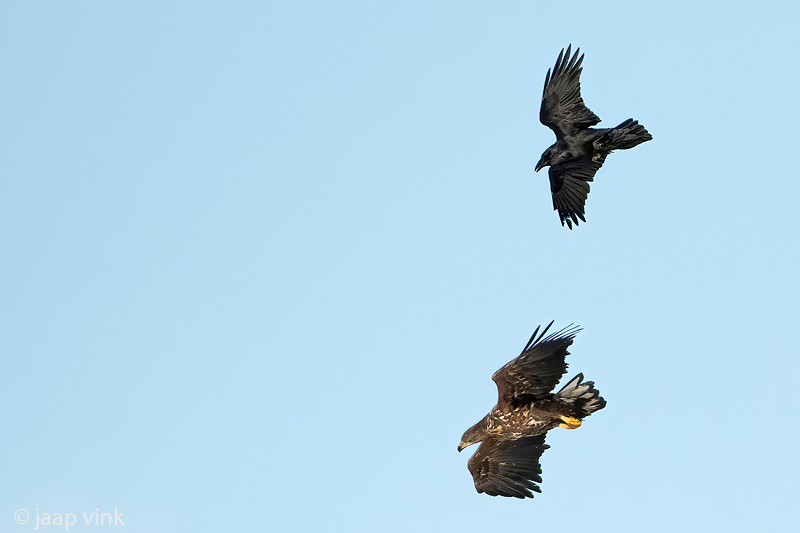 White-tailed Eagle - Zeearend - Haliaeetus albicilla