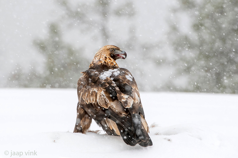 Golden Eagle - Steenarend - Aquila chrysaetos