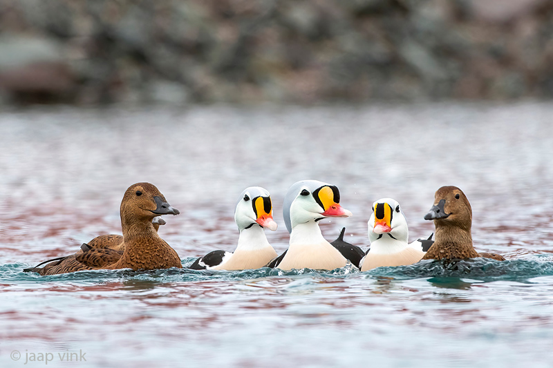 King Eider - Koningseider - Somateria spectabilis