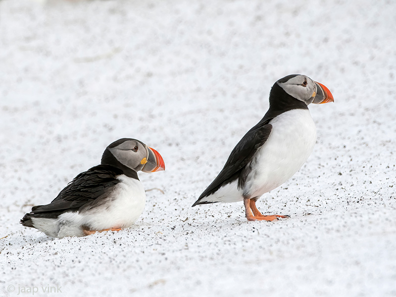 Atlantic Puffin - Papegaaiduiker - Fratercula arctica