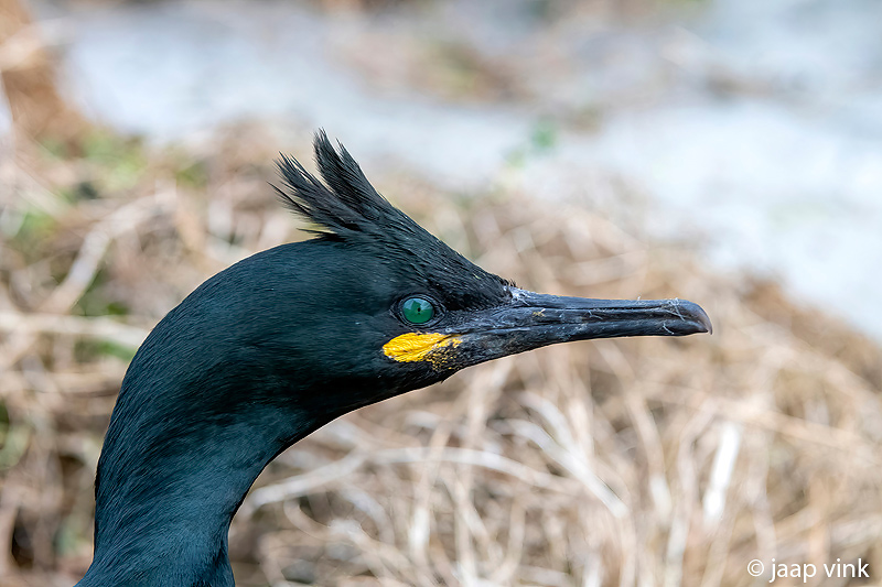 European Shag - Kuifaalscholver - Phalacrocorax aristotelis