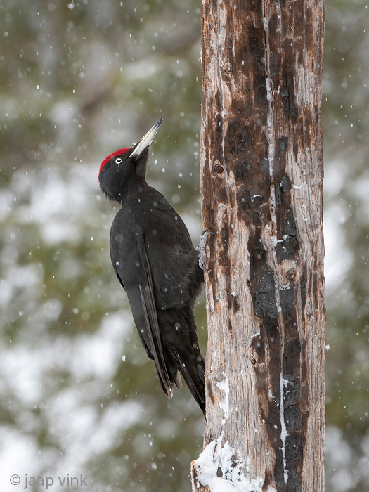 Black Woodpecker - Zwarte Specht - Dryocopus martius