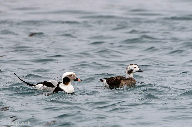 Long-tailed Duck - IJseend - Clangula hyemalis