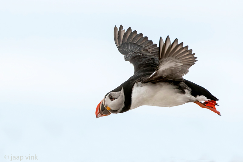 Atlantic Puffin - Papegaaiduiker - Fratercula arctica